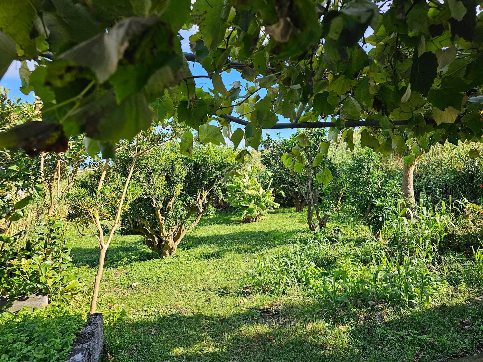 Casa Anjos Holiday Cottages Cedros Exteriör bild
